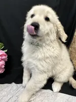 Trigger, a male English Cream Golden Retriever for sale in Argos, IN – Photo 7 of 9