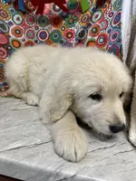 Trigger, a male English Cream Golden Retriever for sale in Argos, IN – Photo 8 of 9