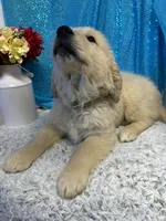 Trigger, a male English Cream Golden Retriever for sale in Argos, IN – Photo 9 of 9