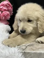 Trigger, a male English Cream Golden Retriever for sale in Argos, IN – Photo 6 of 9