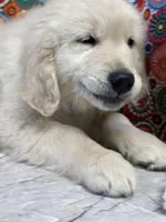 Trigger, a male English Cream Golden Retriever for sale in Argos, IN – Photo 3 of 9