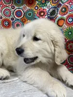 Trigger, a male English Cream Golden Retriever for sale in Argos, IN – Photo 2 of 9