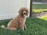 Linc, a male Poodle - Miniature  for sale in Argos, IN – 3 of 5