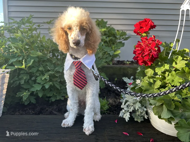 Loki – Poodle - Miniature  puppy for sale in Argos, IN