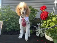 Loki, a male Poodle - Miniature  for sale in Argos, IN – 6 of 6