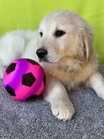 Trey, a male English Cream Golden Retriever for sale in Argos, IN – Photo 2 of 8