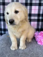 Trey, a male English Cream Golden Retriever for sale in Argos, IN – Photo 4 of 8