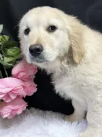 Trey, a male English Cream Golden Retriever for sale in Argos, IN – Photo 3 of 8