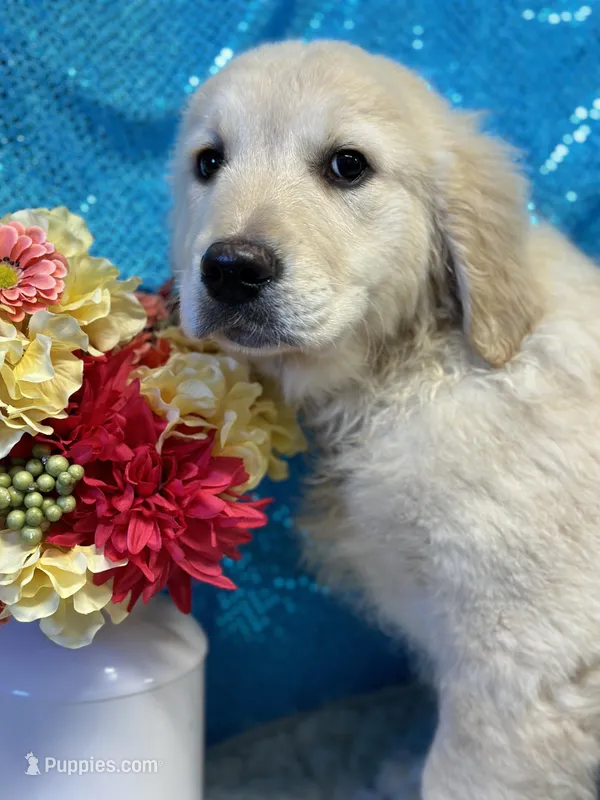 Trey, a male English Cream Golden Retriever for sale in Argos, IN – Photo 1 of 8