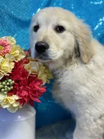 Trey, a male English Cream Golden Retriever for sale in Argos, IN – Photo 1 of 8