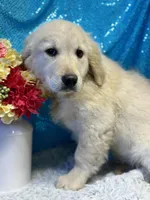 Trey, a male English Cream Golden Retriever for sale in Argos, IN – Photo 6 of 8