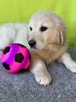 Trey, a male English Cream Golden Retriever for sale in Argos, IN – Photo 5 of 8