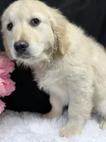 Trey, a male English Cream Golden Retriever for sale in Argos, IN – Photo 7 of 8
