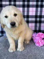 Trey, a male English Cream Golden Retriever for sale in Argos, IN – Photo 8 of 8