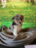 Kollie, a female Australian Shepherd for sale in Argos, IN – Photo 7 of 10