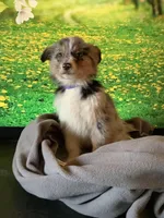 Kollie, a female Australian Shepherd for sale in Argos, IN – Photo 8 of 10