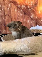 Kollie, a female Australian Shepherd for sale in Argos, IN – Photo 3 of 10