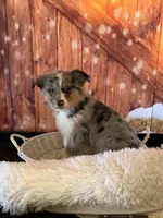 Kollie, a female Australian Shepherd for sale in Argos, IN – Photo 6 of 10