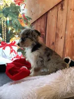 Kollie, a female Australian Shepherd for sale in Argos, IN – Photo 2 of 10