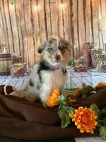 Kollie, a female Australian Shepherd for sale in Argos, IN – Photo 5 of 10