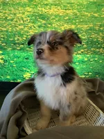 Kollie, a female Australian Shepherd for sale in Argos, IN – Photo 9 of 10