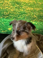 Kollie, a female Australian Shepherd for sale in Argos, IN – Photo 10 of 10