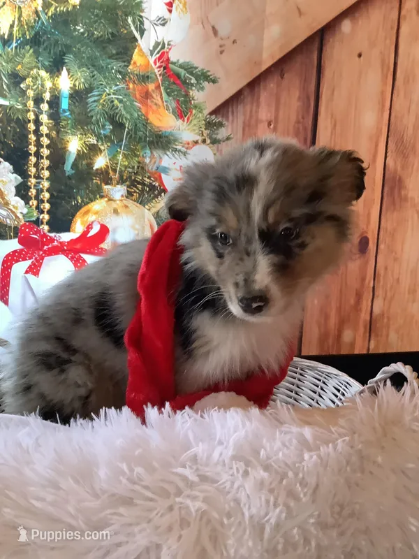 Kollie, a female Australian Shepherd for sale in Argos, IN – Photo 1 of 10