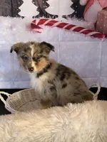 Kollie, a female Australian Shepherd for sale in Argos, IN – Photo 4 of 10