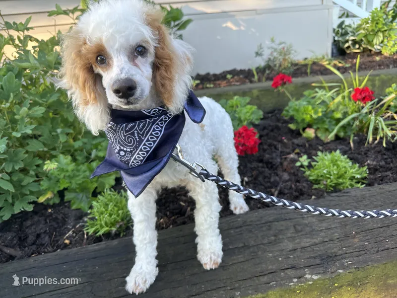 Leo – Poodle - Miniature  puppy for sale in Argos, IN