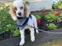 Leo, a male Poodle - Miniature  for sale in Argos, IN – 1 of 6