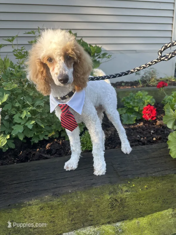 Loki – Poodle - Miniature  puppy for sale in Argos, IN