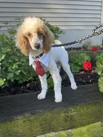 Loki, a male Poodle - Miniature  for sale in Argos, IN – 1 of 6