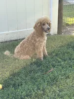 Linc, a male Poodle - Miniature  for sale in Argos, IN – 5 of 5
