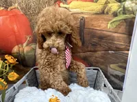 Nate, a male Poodle - Miniature  for sale in Argos, IN – Photo 10 of 10