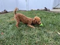 Nate, a male Poodle - Miniature  for sale in Argos, IN – Photo 3 of 10