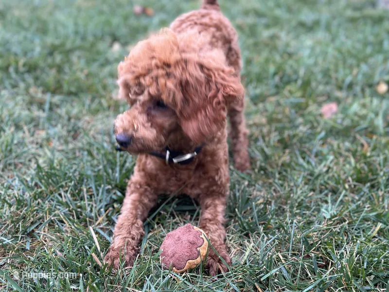 Nate, a male Poodle - Miniature  for sale in Argos, IN – Photo 1 of 10