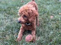 Nate, a male Poodle - Miniature  for sale in Argos, IN – Photo 1 of 10