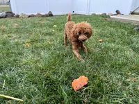 Nate, a male Poodle - Miniature  for sale in Argos, IN – Photo 4 of 10
