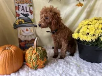 Nate, a male Poodle - Miniature  for sale in Argos, IN – Photo 7 of 10