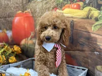 Nate, a male Poodle - Miniature  for sale in Argos, IN – Photo 8 of 10