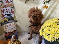 Nate, a male Poodle - Miniature  for sale in Argos, IN – Photo 6 of 10