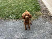 Nate, a male Poodle - Miniature  for sale in Argos, IN – Photo 5 of 10
