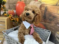 Nate, a male Poodle - Miniature  for sale in Argos, IN – Photo 9 of 10