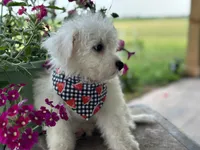 Aidan, a male Bichon Frise for sale in Argos, IN – Photo 5 of 5