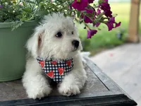 Aidan, a male Bichon Frise for sale in Argos, IN – Photo 4 of 5