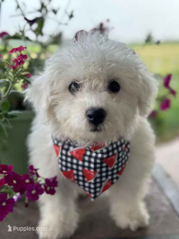 Aidan, a male Bichon Frise for sale in Argos, IN – Photo 1 of 5