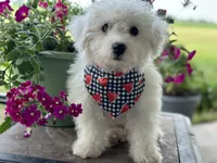 Aidan, a male Bichon Frise for sale in Argos, IN – Photo 2 of 5