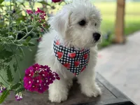 Aidan, a male Bichon Frise for sale in Argos, IN – Photo 3 of 5