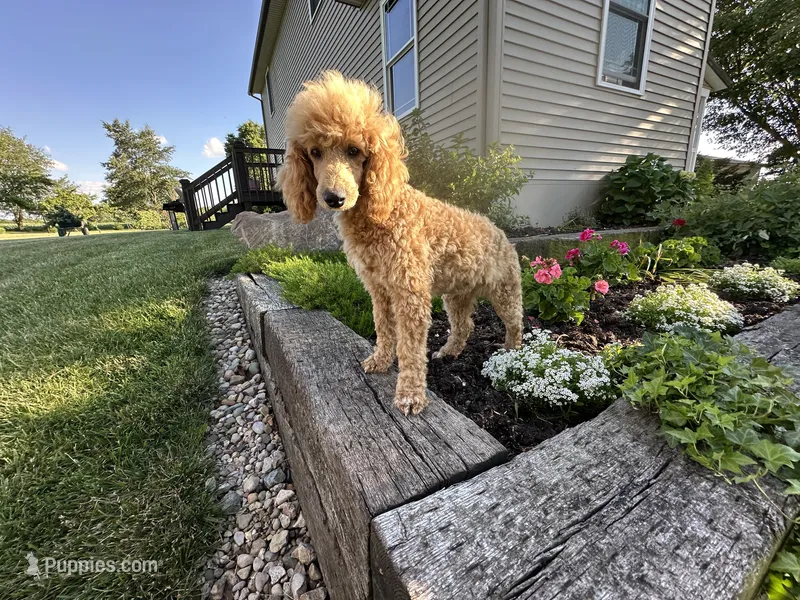 Linc – Poodle - Miniature  puppy for sale in Argos, IN