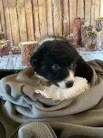 Kenyon, a male Australian Shepherd for sale in Argos, IN – Photo 10 of 10